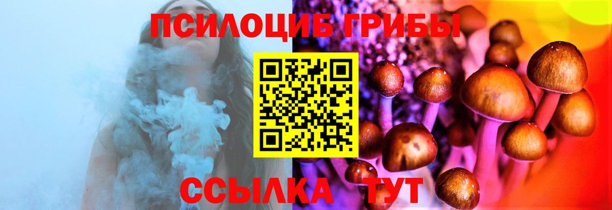 Псилоцибиновые грибы Psilocybe Новосибирск